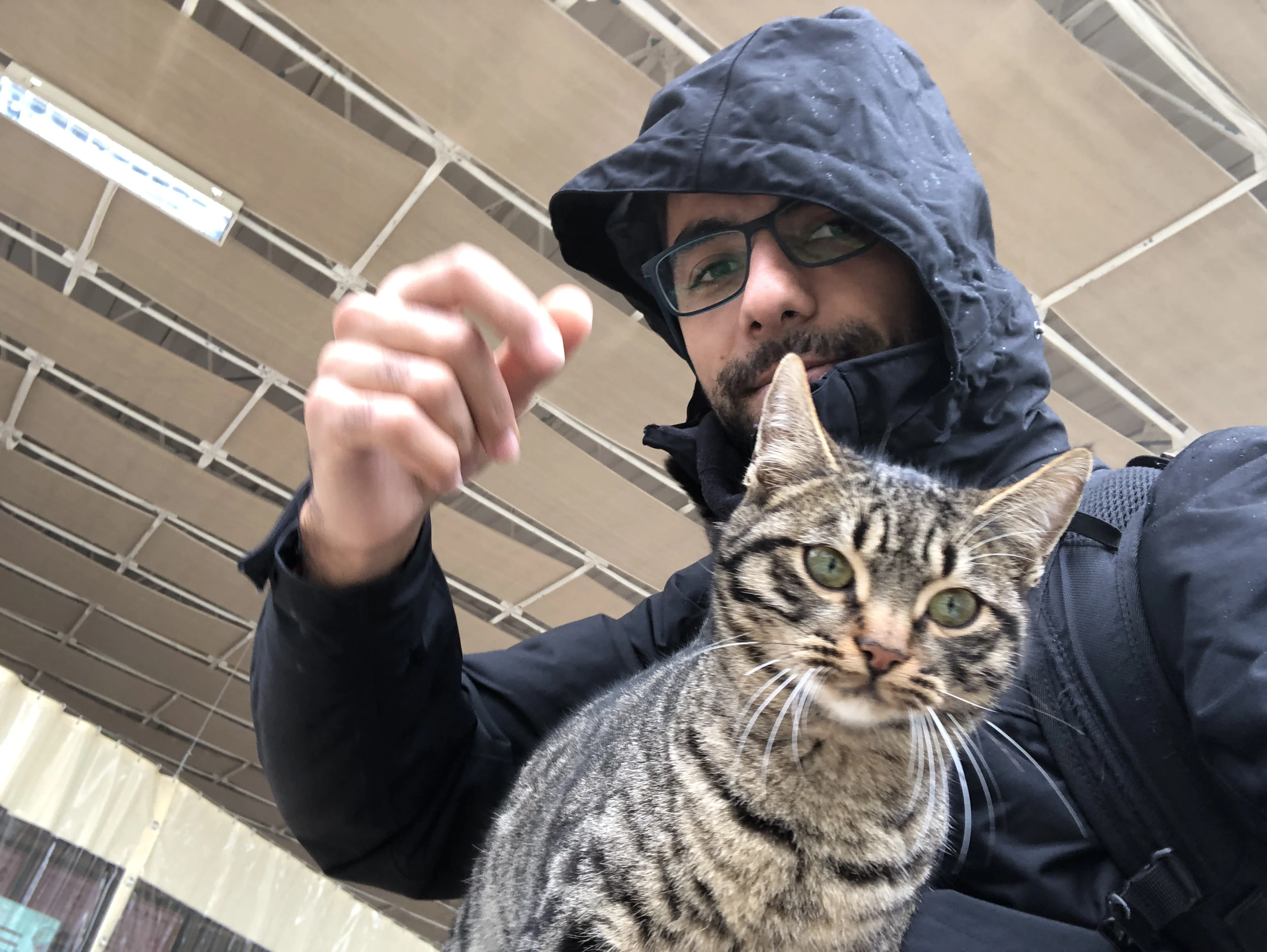 Rescuing a kitten at a local market